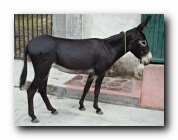 Haga click para version grande